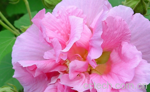 果蔬百科芙蓉花的功效与作用-0