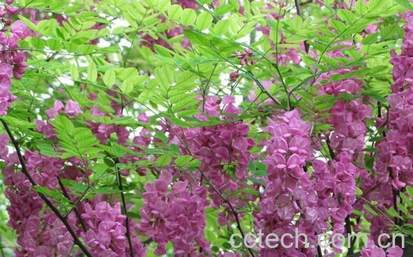 果蔬百科紫槐花的功效与作用-0