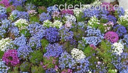 果蔬百科满天星的养殖方法大全-0