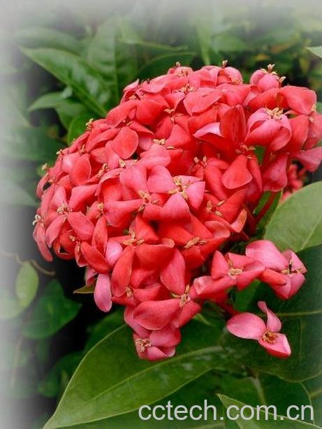 果蔬百科龙船花图片 龙船花的作用和功效-0