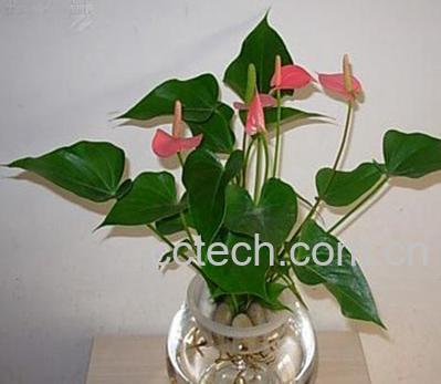 果蔬百科水培植物的养殖方法-0