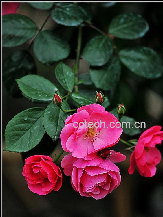 果蔬百科红蔷薇花图片 红蔷薇花怎么养-0