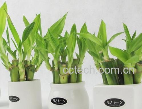 果蔬百科富贵竹怎么养殖 富贵竹养殖方法-0