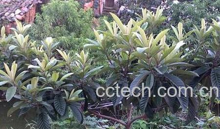 果蔬百科如何扦插枇杷树-0