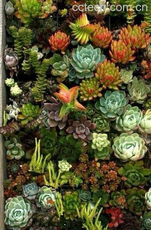 果蔬百科多肉植物的种植要铺石头吗-0