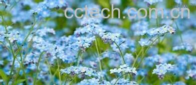 果蔬百科勿忘我花养殖方法大全-0