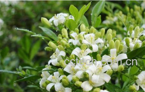 果蔬百科七里香的养殖方法及注意事项-0