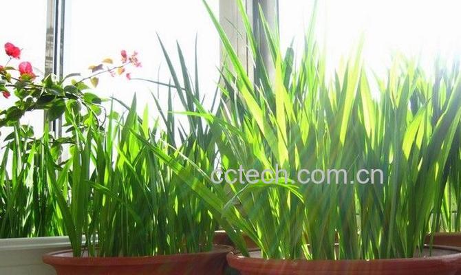 果蔬百科香雪兰什么时候种-0