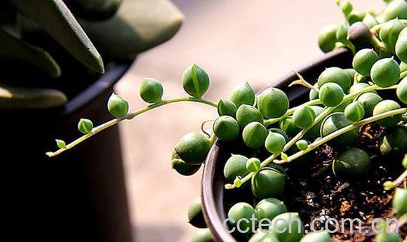 果蔬百科圆佛珠的养殖方法注意事项-0