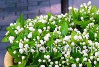 果蔬百科茉莉的养殖方法技巧-0