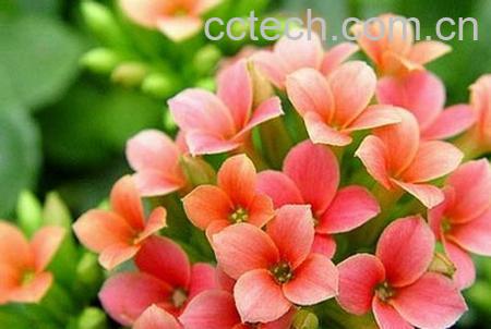 果蔬百科羽叶长寿花的养殖方法详解-0