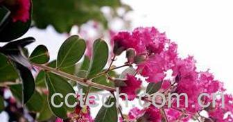 果蔬百科紫薇花的养殖方法注意事项-0