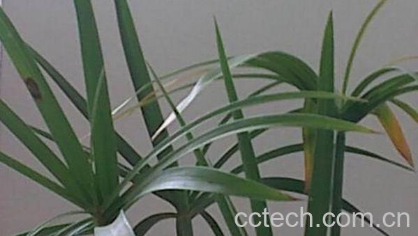 果蔬百科水竹叶子发黄怎么办-0