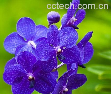 果蔬百科蝴蝶兰的养殖方法和注意事项-0