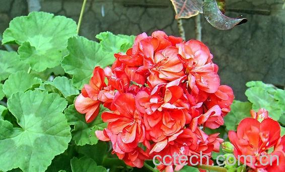 果蔬百科天竺葵叶子发黄的原因与处理方法-0