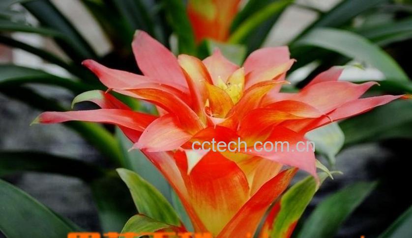 果蔬百科凤梨花图片 凤梨花的养殖方法-0