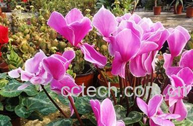 果蔬百科仙客来怎么养 仙客来的养殖方法-0