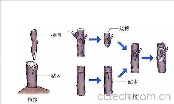 果蔬百科枣树嫁接方法介绍-0