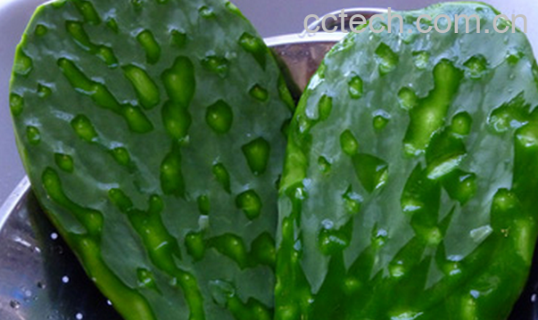 果蔬百科仙人掌的药用功效-0