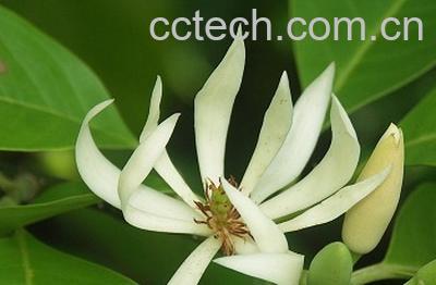 果蔬百科白兰花怎么养 白兰花的养殖方法和注意事项-0