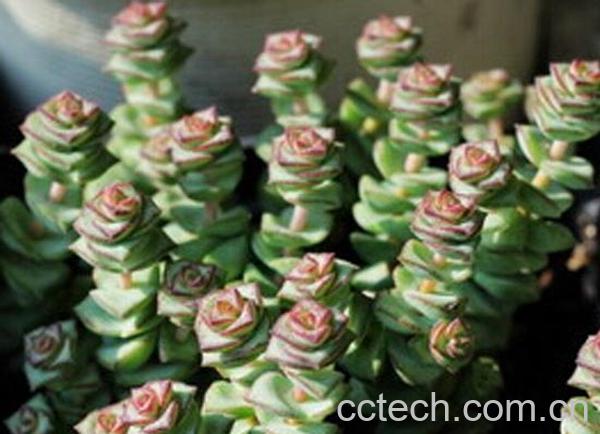 果蔬百科钱串子图片 钱串子养殖方法详解-0