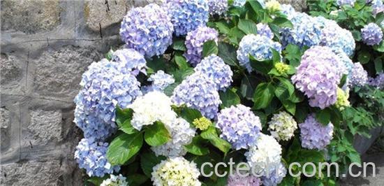 果蔬百科绣球花图片 绣球花的养殖方法-0