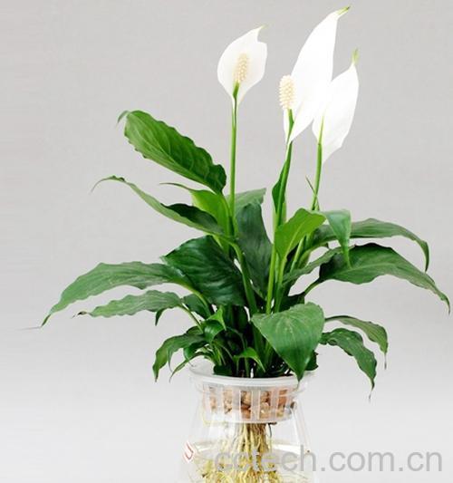 果蔬百科白掌的养殖方法及图片大全-0