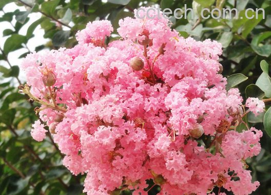 果蔬百科紫薇花的养殖方法及护理大全-0