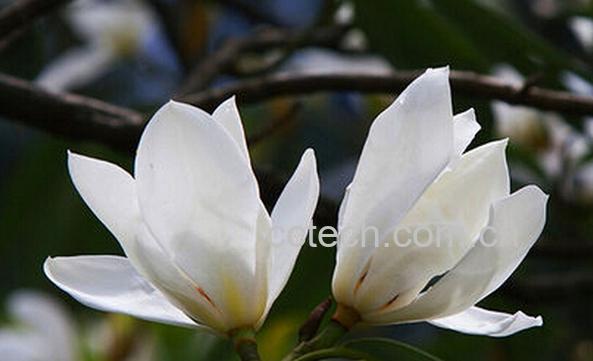 果蔬百科盆栽白玉兰的养殖方法-0