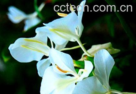 果蔬百科白蝴蝶花怎么种 白蝴蝶花栽培注意事项-0