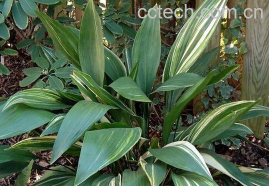 果蔬百科一叶兰的养殖方法与注意事项-0