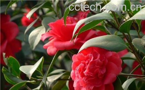 果蔬百科茶花的养殖方法与修剪方法-0