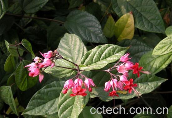 果蔬百科红花龙吐珠图片 红花龙吐珠养殖方法-0