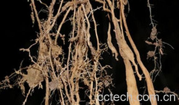 果蔬百科栀子花根的功效与作用-0