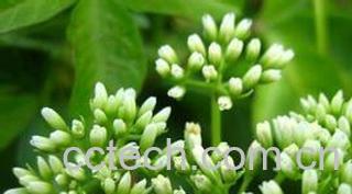 果蔬百科洋甘菊养殖方法介绍-0