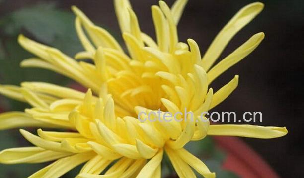 果蔬百科黄菊花的功效与作用-0