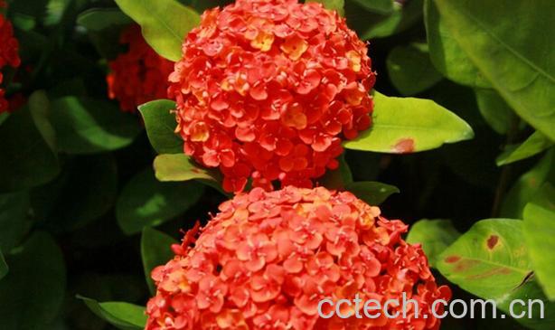 果蔬百科龙船花的养殖方法与注意事项-0