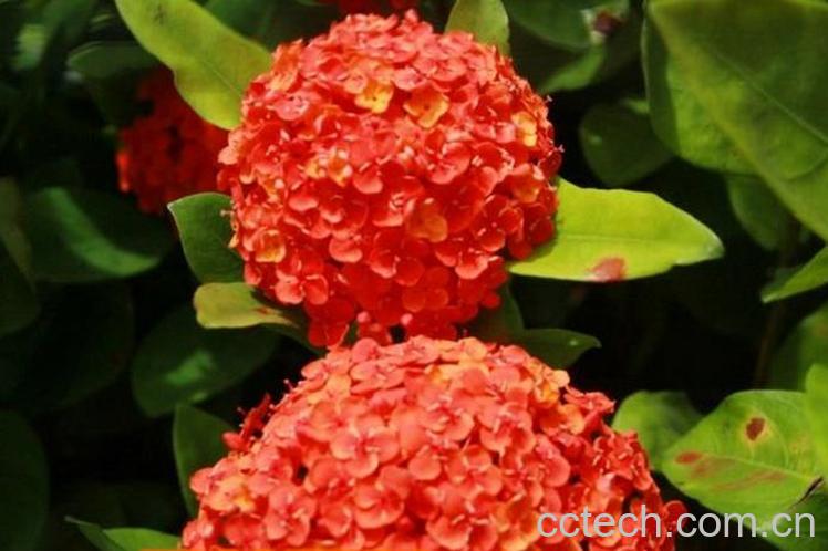 果蔬百科龙船花的养殖方法和注意事项-0