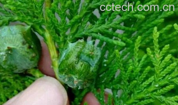 果蔬百科侧柏的功效与作用-0