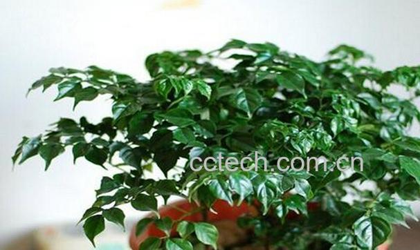 果蔬百科幸福树的养殖方法-0