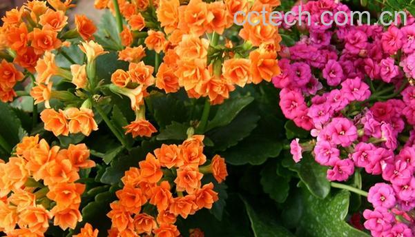 果蔬百科长寿花的养殖方法-0