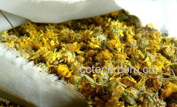 果蔬百科野菊花枕头的功效与作用-0