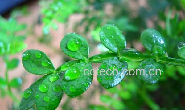 果蔬百科清香木的养殖方法-0