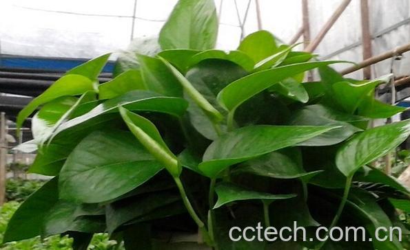 果蔬百科绿萝有毒吗-0