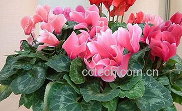 果蔬百科仙客来叶子发黄的原因-0