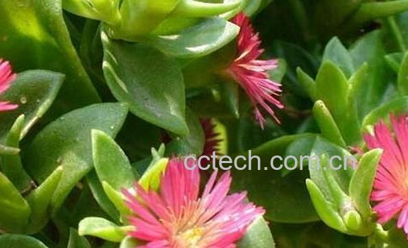 果蔬百科玉树怎么养-0