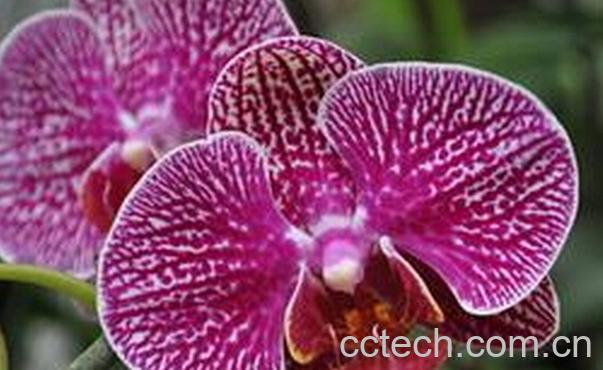 果蔬百科蝴蝶兰的养殖方法与注意事项-0