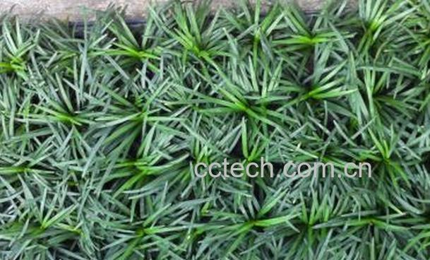 果蔬百科玉龙草的功效与作用-0