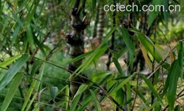 果蔬百科罗汉竹的功效与作用-0