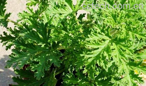 果蔬百科驱蚊草的功效与作用-0